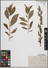 Foto von Salix cinerea L. x Salix purpurea L.